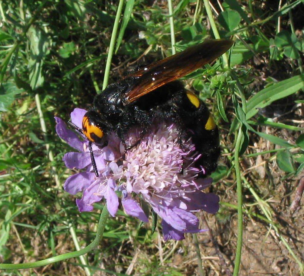 Hymenoptera: Scolia hirta unifasciata e Megascolia maculata flavifrons